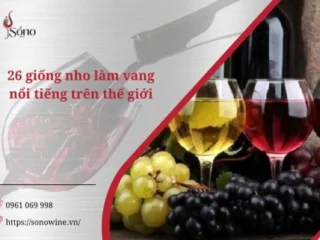 các giống nho làm vang