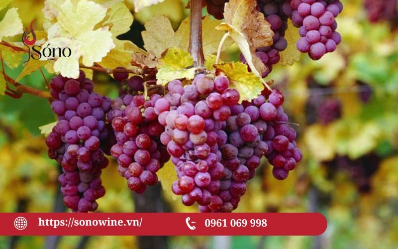 Gewurztraminer