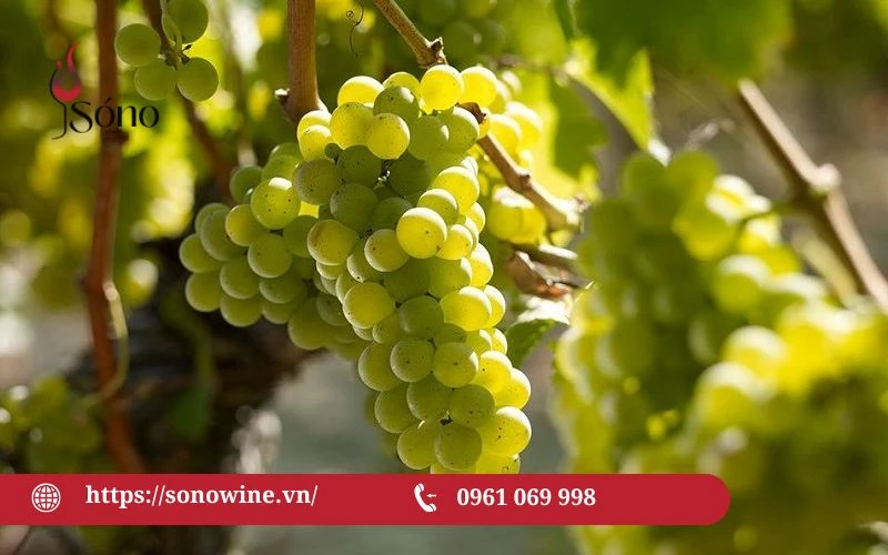 Sauvignon Blanc