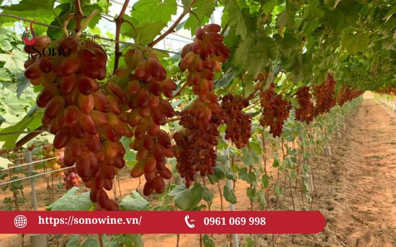 trồng nho