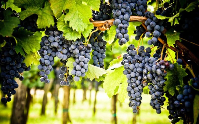 Vang đỏ Tempranillo