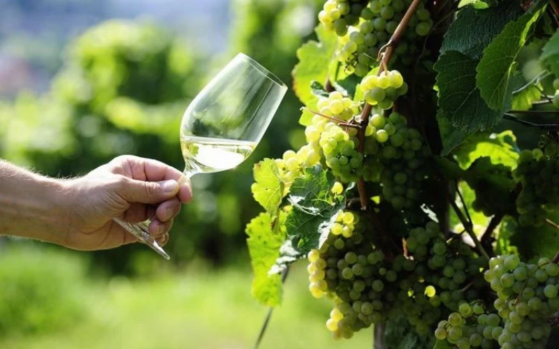 Top rượu vang trắng ngon nhất từ các giống nho nổi tiếng