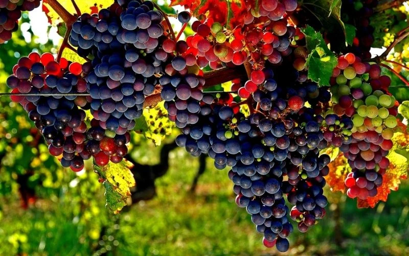 IGP wine – đặc điểm và ý nghĩa trên nhãn chai