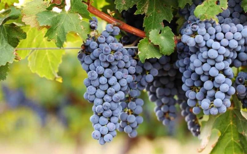 Giống Nho Làm Rượu Vang Pháp Nổi Bật Nhất