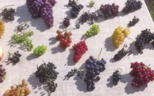 Các giống nho làm rượu vang Pháp