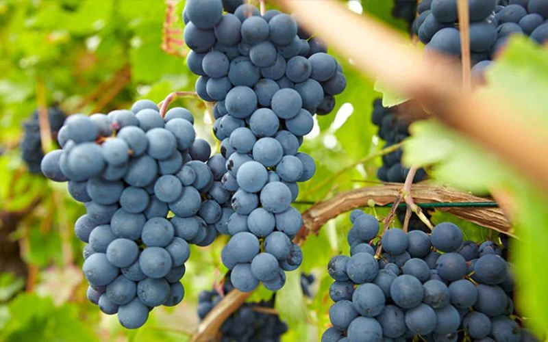 Giống Nho Làm Rượu Vang Pháp Nổi Bật Nhất