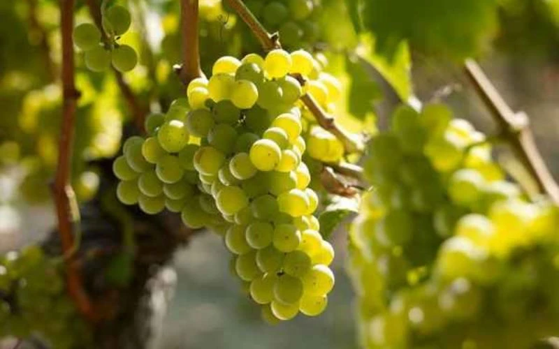 Giống Nho Làm Rượu Vang Pháp Nổi Bật Nhất