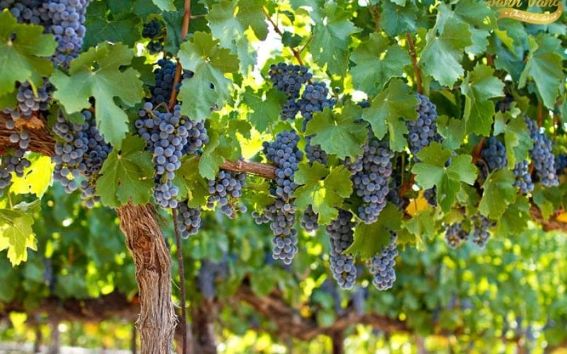 Tại Sao Giống Nho Quan Trọng Khi Chọn Rượu?