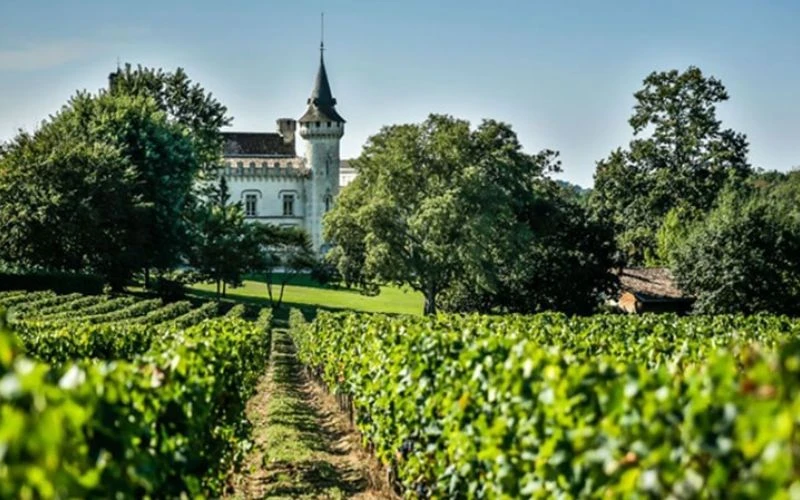 Những vùng trồng Cabernet Sauvignon nổi bật nhất thế giới