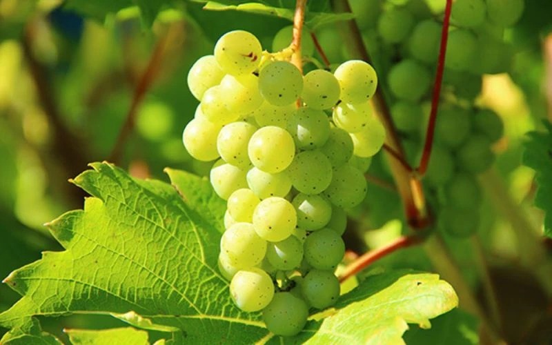 Đặc điểm giống nho Chardonnay