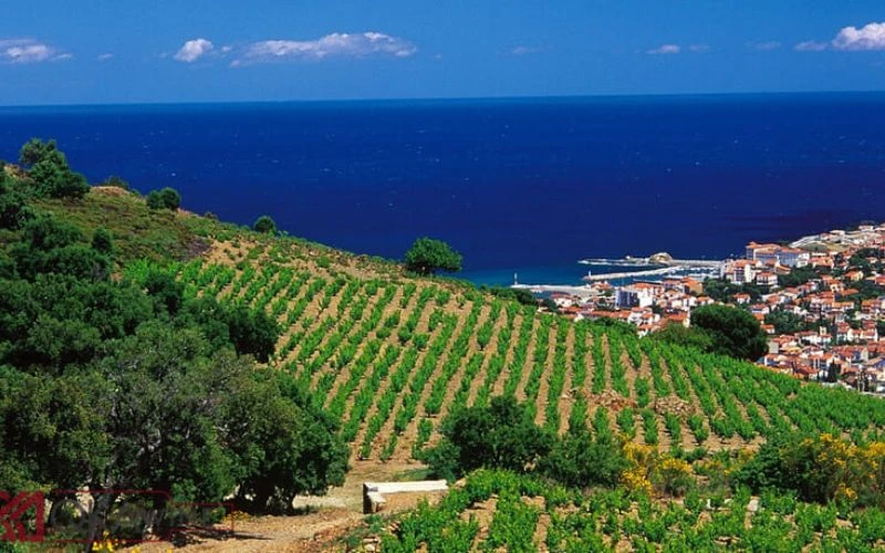 Giới thiệu chung về rượu vang Languedoc