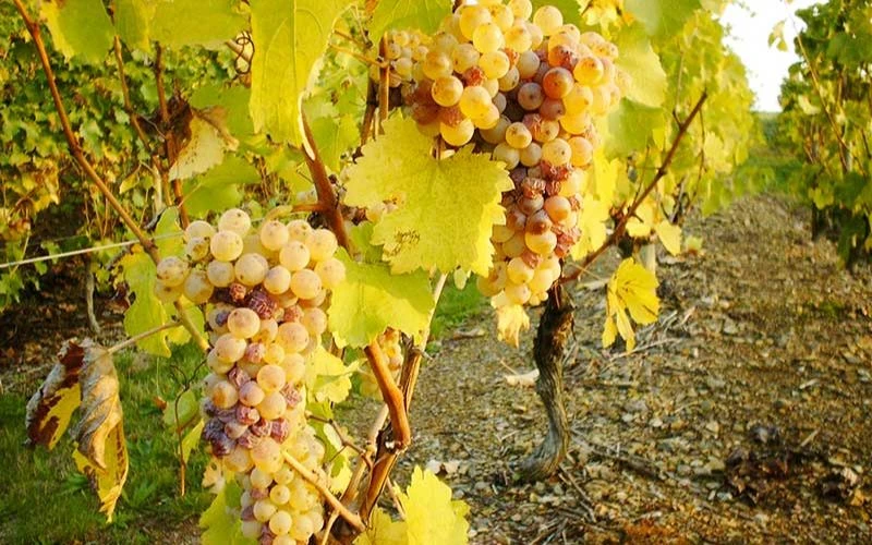 Các giống nho sản xuất vang ngọt Pháp
