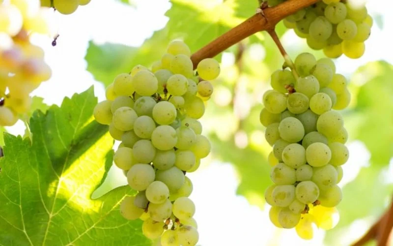 Các giống nho sản xuất vang ngọt Pháp