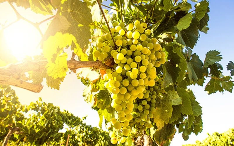 Các giống nho sản xuất rượu vang trắng Pháp phổ biến