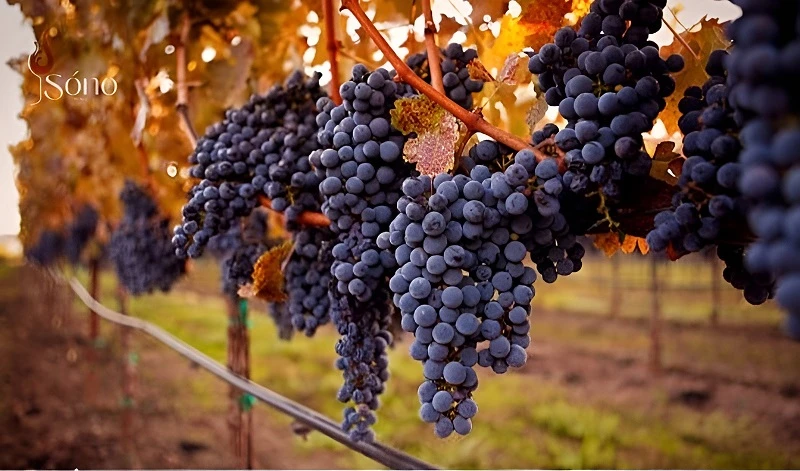 Cabernet Franc là một trong những giống nho làm rượu vang đỏ nổi tiếng
