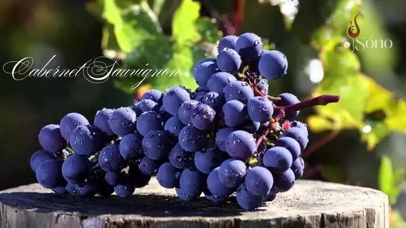 Cabernet Sauvignon là loại nho làm rượu vang đỏ nổi tiếng