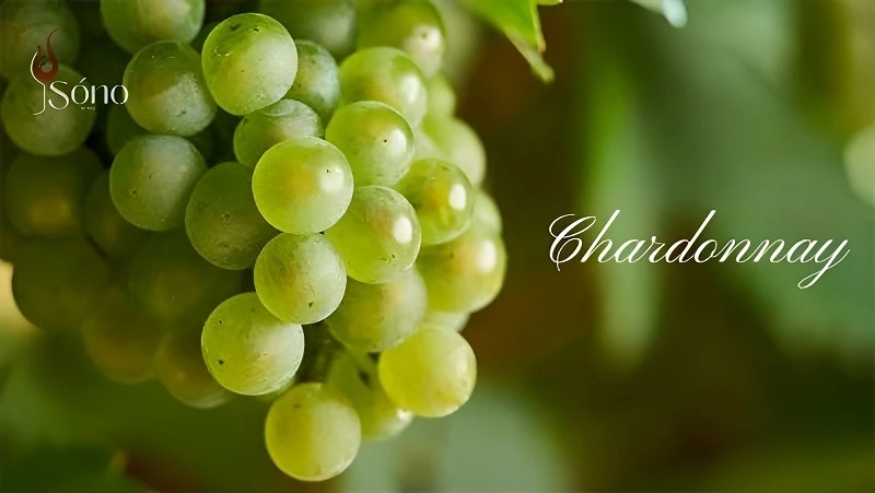 Chardonnay là loại nho làm rượu vang trắng rất được yêu thích