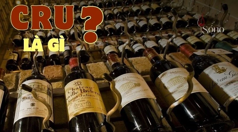 Cru là gì trong rượu vang? Khám phá bí quyết phân loại chất lượng rượu
