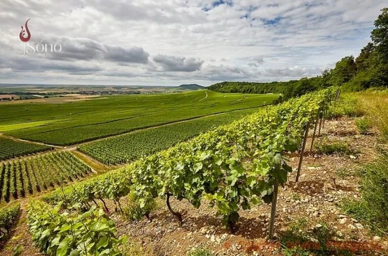 Cùng tìm hiểu ý nghĩa Cru là gì?