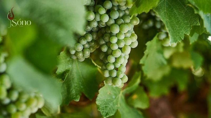 Rượu vang Semillon có hương vị phong phú