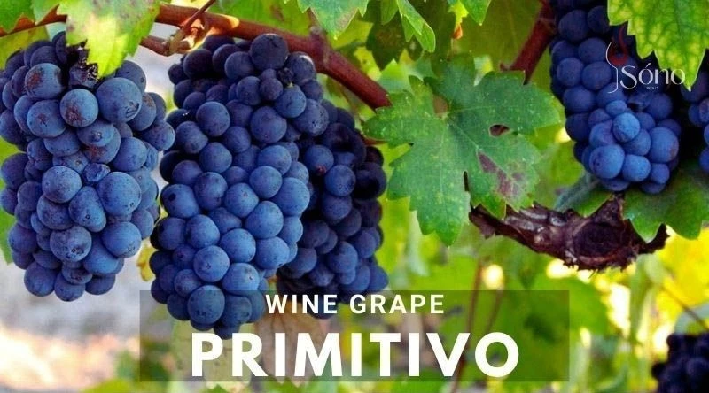 Primitivo là loại nho làm rượu vang đỏ có hương vị mãnh liệt