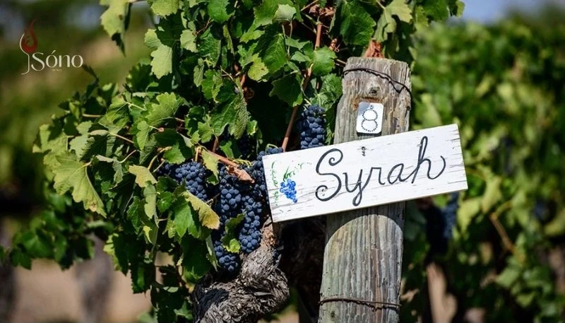 Rượu vang đỏ làm từ giống nho Syrah có hương vị mạnh mẽ