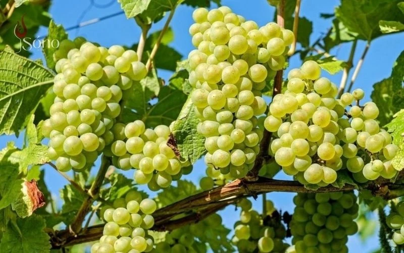 Vai trò của giống nho trong sản xuất các chai rượu vang trắng