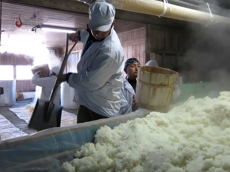 Hấp gạo sake để hạt gạo không bị kết dính và kiểm soát lượng nước trong gạo