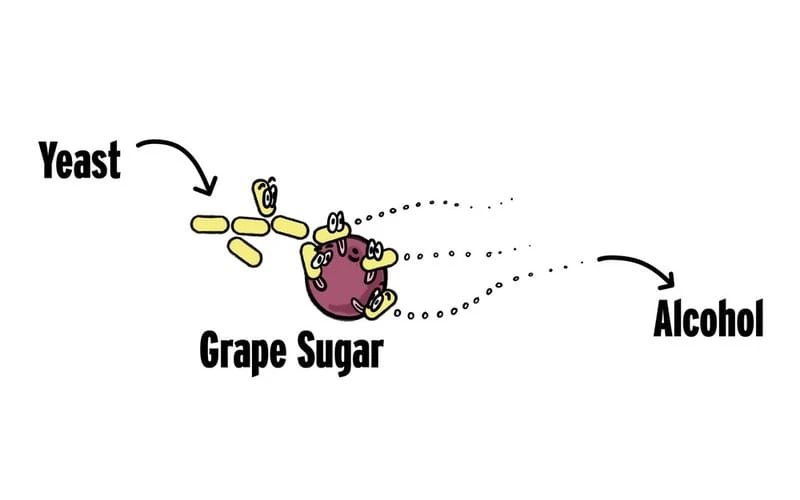 Quá trình lên men Malolactic diễn ra như thế nào