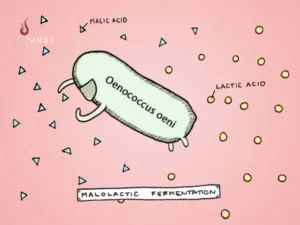 Tìm hiểu Malolactic Fermentation là gì?