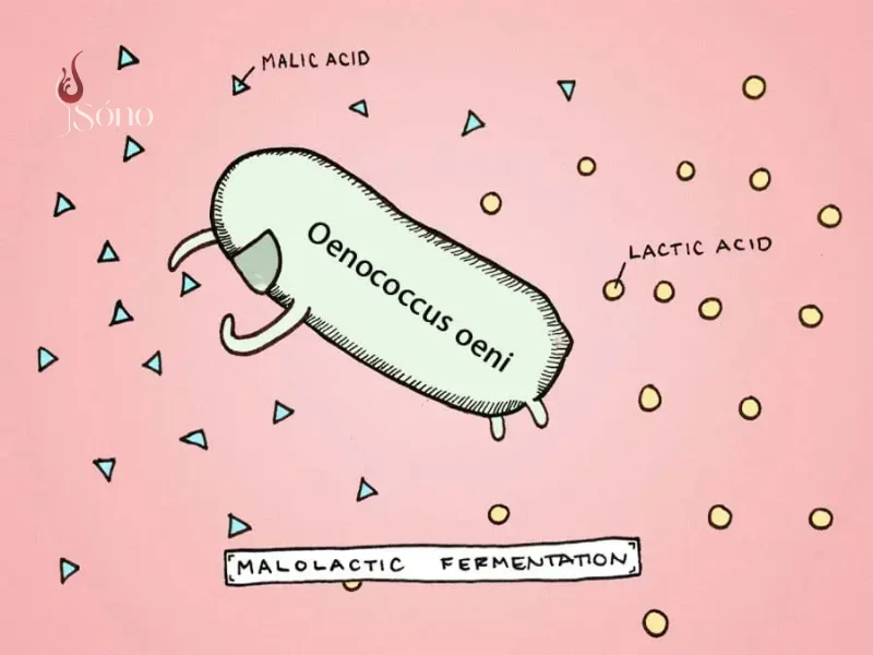 Tìm hiểu Malolactic Fermentation là gì?