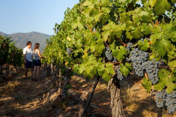 Các vùng làm rượu vang Chile