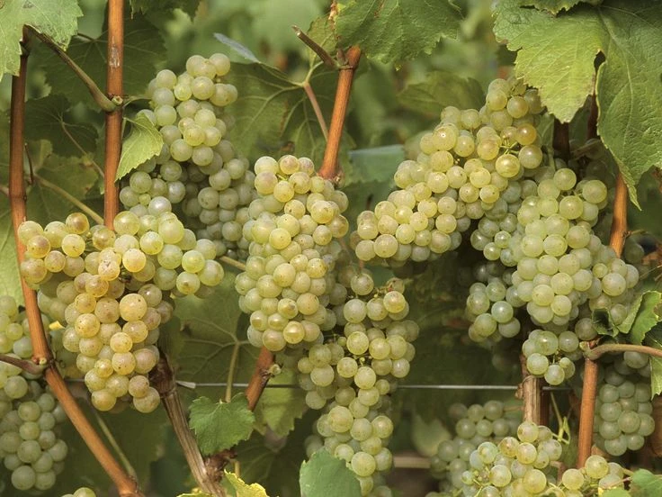 Giống nho Chardonnay