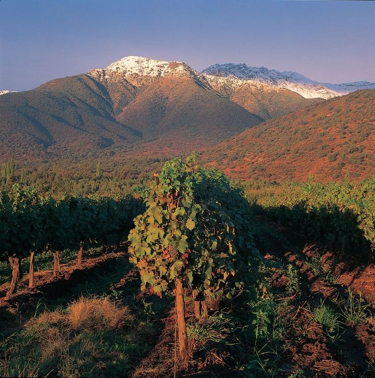 Các vùng làm rượu vang Chile 3