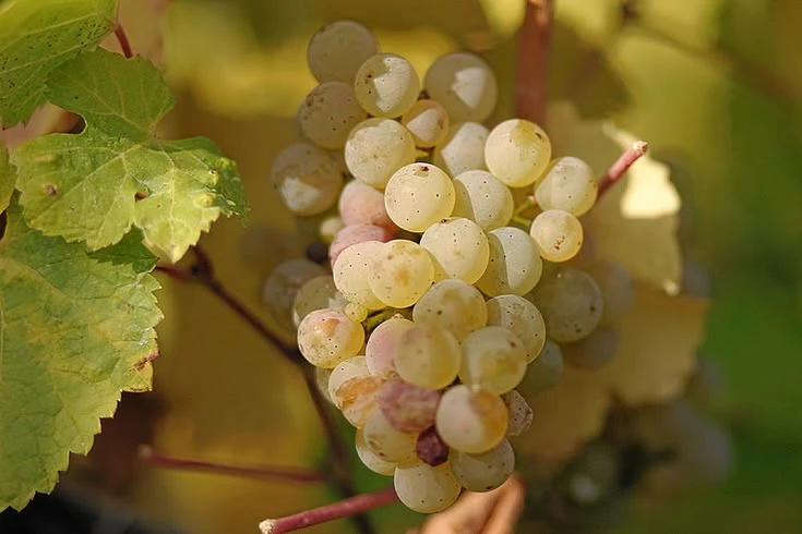 Giống nho Riesling
