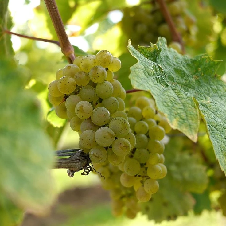 Giống nho Sauvignon Blanc