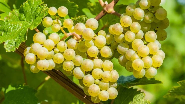 Giống nho Semillon
