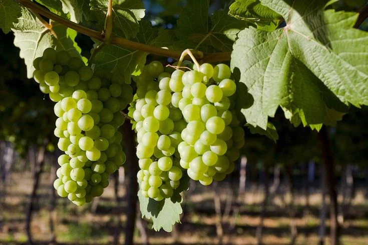 Giống nho Chenin Blanc