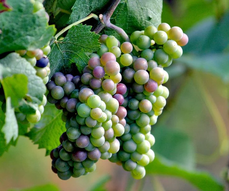 Giống nho Pinot Griogio
